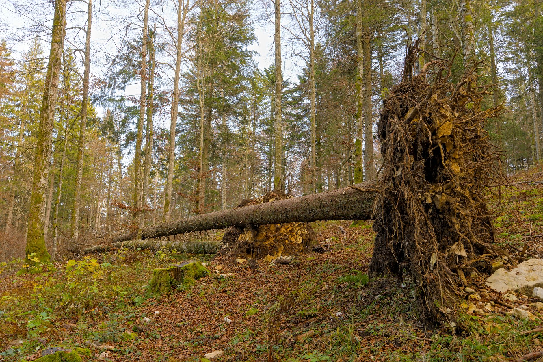 Enlèvement arbre urgence équipe à Rueil-Malmaison